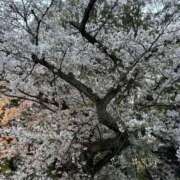 ヒメ日記 2026/04/05 12:43 投稿 みほ クンニ専門店 おクンニ学園 池袋校