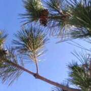 ヒメ日記 2026/01/14 13:49 投稿 華子(かこ) エッチな熟女(広島)