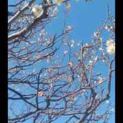 ヒメ日記 2026/02/17 21:50 投稿 華子(かこ) エッチな熟女(広島)