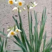 ヒメ日記 2026/02/20 17:20 投稿 華子(かこ) エッチな熟女(広島)