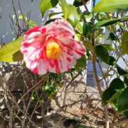 ヒメ日記 2026/02/24 00:00 投稿 華子(かこ) エッチな熟女(広島)