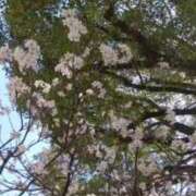 ヒメ日記 2026/03/07 12:10 投稿 華子(かこ) エッチな熟女(広島)