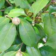 ヒメ日記 2026/03/08 15:20 投稿 華子(かこ) エッチな熟女(広島)