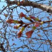 ヒメ日記 2026/03/16 17:50 投稿 華子(かこ) エッチな熟女(広島)