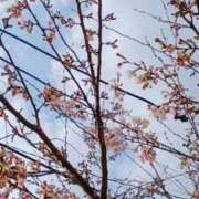 ヒメ日記 2026/03/20 22:10 投稿 華子(かこ) エッチな熟女(広島)