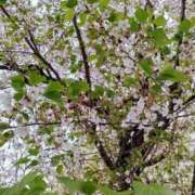 ヒメ日記 2026/04/12 21:20 投稿 華子(かこ) エッチな熟女(広島)