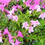 ヒメ日記 2026/04/16 07:48 投稿 華子(かこ) エッチな熟女(広島)