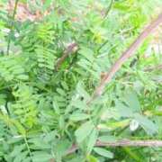 ヒメ日記 2026/05/04 07:20 投稿 華子(かこ) エッチな熟女(広島)
