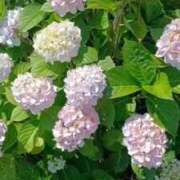 ヒメ日記 2026/06/19 20:03 投稿 華子(かこ) エッチな熟女(広島)