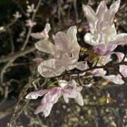 ヒメ日記 2026/03/15 23:19 投稿 Shizuka Kitagawa ELEGANT－エレガント－