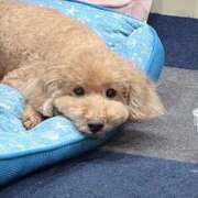 ヒメ日記 2026/01/22 20:32 投稿 佐良木ことね えちごやSS商事