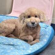 ヒメ日記 2026/02/01 00:32 投稿 佐良木ことね えちごやSS商事