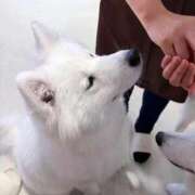 ヒメ日記 2026/02/04 11:12 投稿 佐良木ことね えちごやSS商事