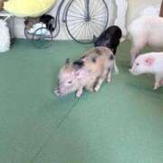 ヒメ日記 2026/03/01 23:32 投稿 佐良木ことね えちごやSS商事