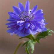 倉本 かずね おはようございます😊 CUORE(クオレ)