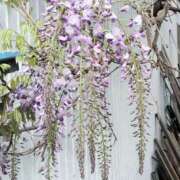 なつき 久し振りの... 人妻ちゃんねる