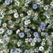 ヒメ日記 2026/01/08 02:01 投稿 心花(ここな) グランドオペラ横浜