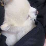 ヒメ日記 2026/01/29 13:01 投稿 ねこ チェックイン横浜女学園