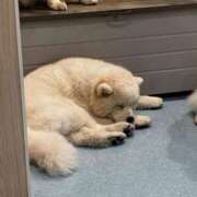 ヒメ日記 2026/01/14 22:42 投稿 ゆめ ぷよラブ れぼりゅ～しょん