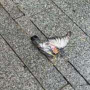 ヒメ日記 2026/10/05 16:28 投稿 永沢 優浬 クラブダンディー