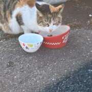 ななみ こんにちは🎵 胡蝶蘭