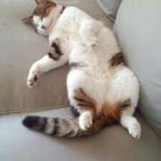 ヒメ日記 2026/02/07 17:26 投稿 あられ カルテ