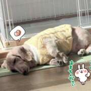 ヒメ日記 2026/03/12 07:24 投稿 もか 兵庫加東小野ちゃんこ