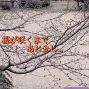 ヒメ日記 2026/03/22 12:36 投稿 もか 兵庫加東小野ちゃんこ