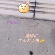 ヒメ日記 2026/03/23 15:08 投稿 もか 兵庫加東小野ちゃんこ