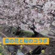 ヒメ日記 2026/04/11 07:22 投稿 もか 兵庫加東小野ちゃんこ