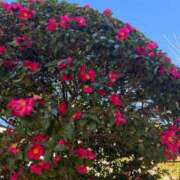 ヒメ日記 2026/01/15 10:07 投稿 かのん One More 奥様　五反田店