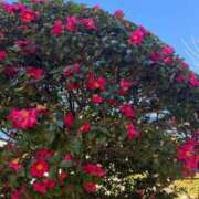 ヒメ日記 2026/01/15 10:25 投稿 かのん One More 奥様　五反田店