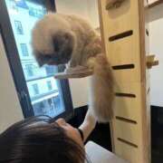 きゅん・全身性感帯 猫ちゃんとまったり🐈‍⬛💕 Platinum Legend(プラチナムレジェンド)