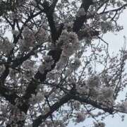 ヒメ日記 2026/04/01 12:05 投稿 みゆ 池袋デリヘル倶楽部