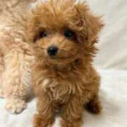 吹石 【お礼写メ日記】 昼顔妻 五反田店