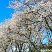 ヒメ日記 2026/04/03 17:52 投稿 紺野 恵 こあくまな熟女たち 静岡店（KOAKUMAグループ）