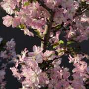 ヒメ日記 2026/04/04 07:34 投稿 三井 LA BELLA（ラベーラ）