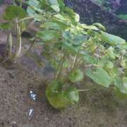 ヒメ日記 2026/02/13 21:15 投稿 みほ 沼津人妻花壇