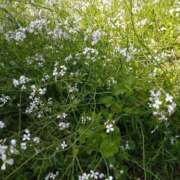 七瀬 出勤します♡ 熟女待機所 厚木店