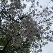 ヒメ日記 2026/04/12 14:35 投稿 來夢/らむ 五反田アネージュ（ユメオト）