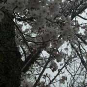 ヒメ日記 2026/04/01 13:30 投稿 朝岡陽子 五十路マダム東広島店(カサブランカグループ)