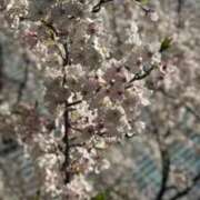 ヒメ日記 2026/04/23 09:17 投稿 ふゆ いざ候 本館