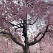 ヒメ日記 2026/02/01 10:17 投稿 清華～セイカ～ ドMな奥様 名古屋・錦店