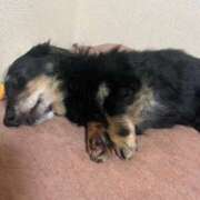 ヒメ日記 2026/03/03 11:46 投稿 さや【AF無料】 熊谷人妻城