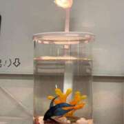 ヒメ日記 2026/06/16 12:57 投稿 あいり トリプルA