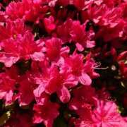 ヒメ日記 2026/04/22 05:48 投稿 ひなこ バイオレンス