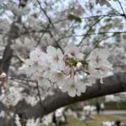 ヒメ日記 2026/04/09 12:42 投稿 かえで　清楚系Fカップ美女 ROYAL FACE