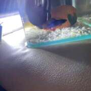 さら×爆エロ×小顔童顔×小柄姉 飼ってるベタ ぴゅあぱい松戸♡ぽちゃかわ巨乳専門