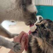 ヒメ日記 2026/03/26 23:46 投稿 アズ マテリアル