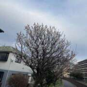 屋久島ひめの【優等生】 2ヶ月ぶりに🌸 素人専門　街角レディ